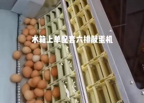 水箱上蛋配套六排敲蛋機